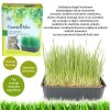 Garden Mix Kedi Çimi Garden Mix Kedi Çimi