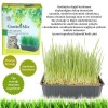 Garden Mix Kedi Çimi Garden Mix Kedi Çimi