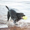 Kong Air Sq Sesli Futbol Top Köpek Oyuncağı Medium 12.5 Cm Kong Air Sq Sesli Futbol Top Köpek Oyuncağı Medium 12.5 Cm