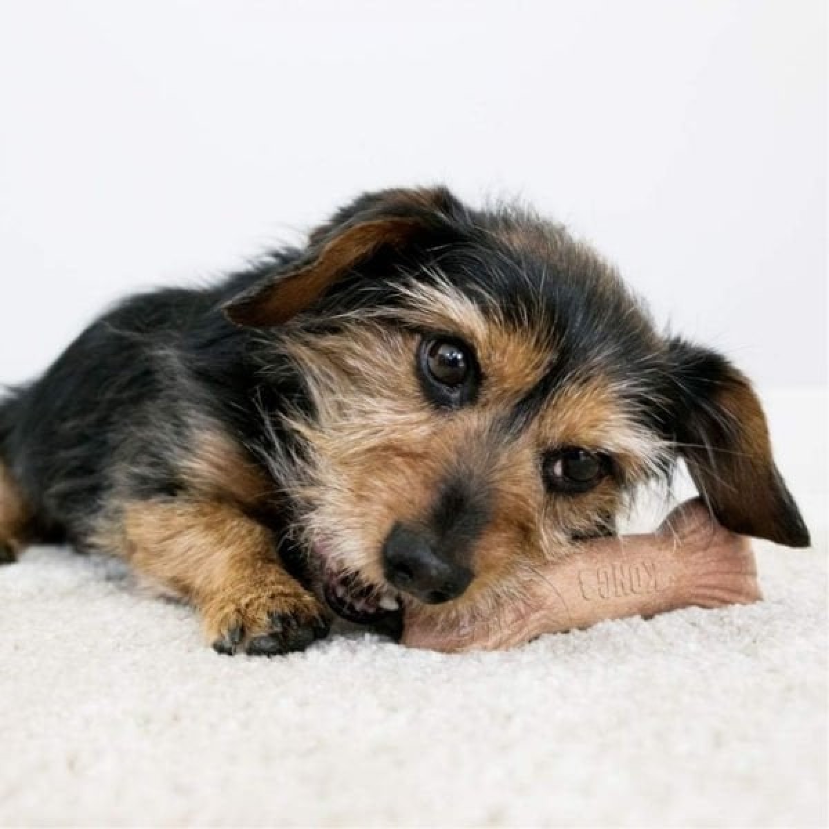 Kong Chewstix Ağaç Dalı Şeklinde Köpek Oyuncağı Medium Kong Chewstix Ağaç Dalı Şeklinde Köpek Oyuncağı Medium