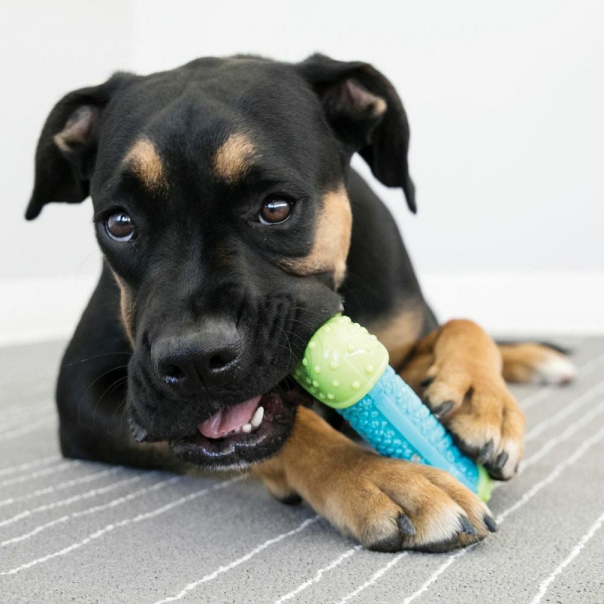 Kong Core Strength Köpek Çiğneme Oyuncağı 17.5 Cm Kong Core Strength Köpek Çiğneme Oyuncağı 17.5 Cm