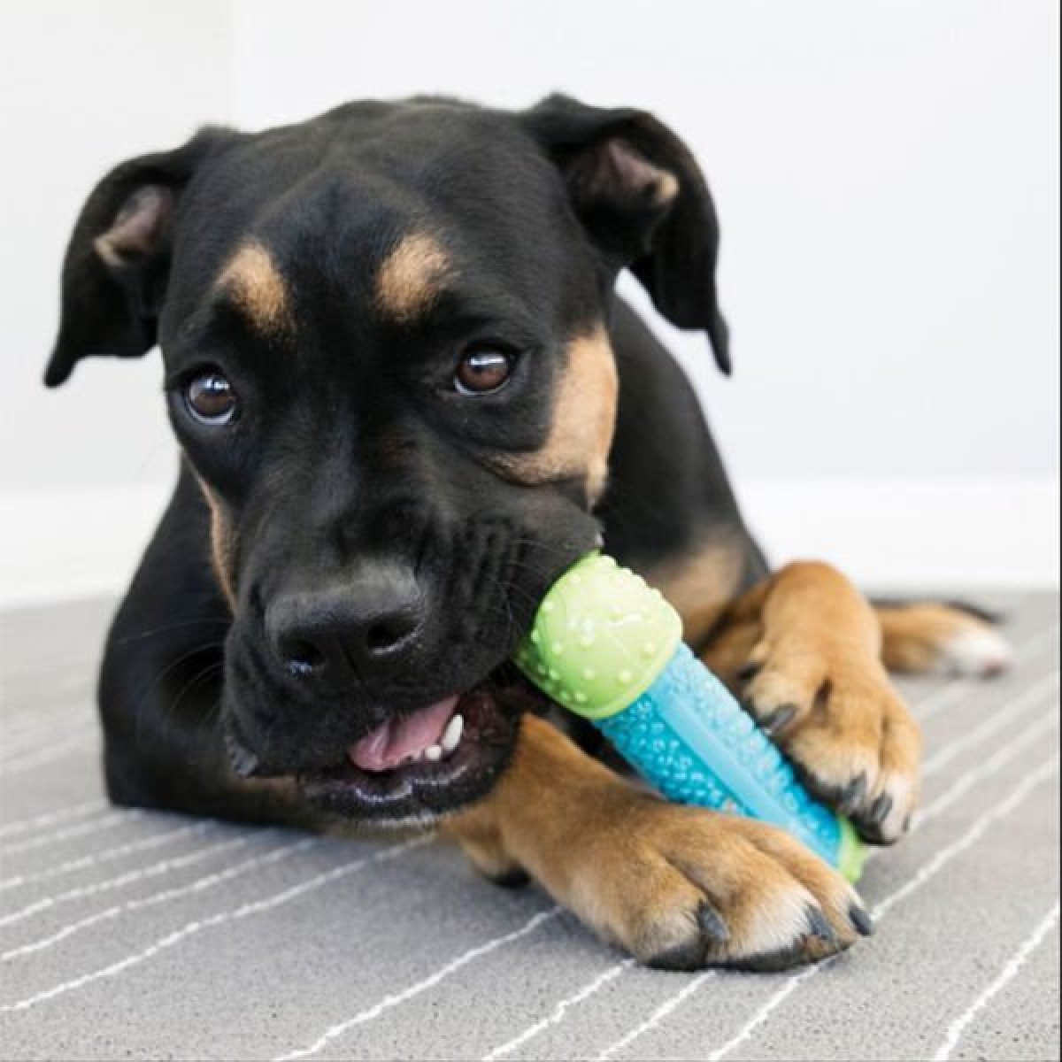 Kong Core Strength Köpek Çiğneme Oyuncağı 6 Cm Kong Core Strength Köpek Çiğneme Oyuncağı 6 Cm