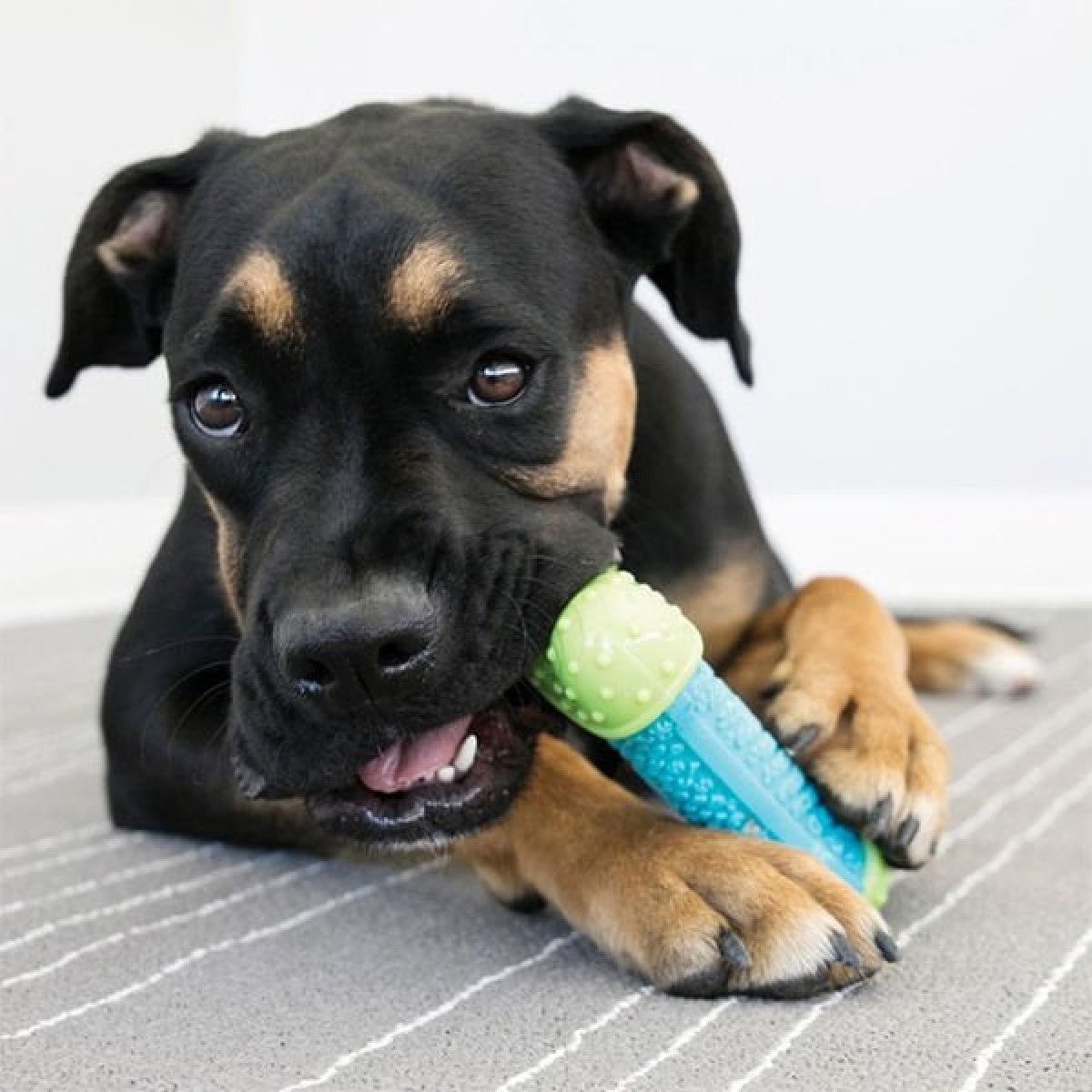 Kong Core Strength Köpek Çiğneme Oyuncağı 7 Cm Kong Core Strength Köpek Çiğneme Oyuncağı 7 Cm