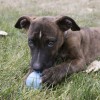 Kong Delikli Top Yavru Köpek Oyuncağı Small Mavi/Pembe 6.5 Cm Kong Delikli Top Yavru Köpek Oyuncağı Small Mavi/Pembe 6.5 Cm