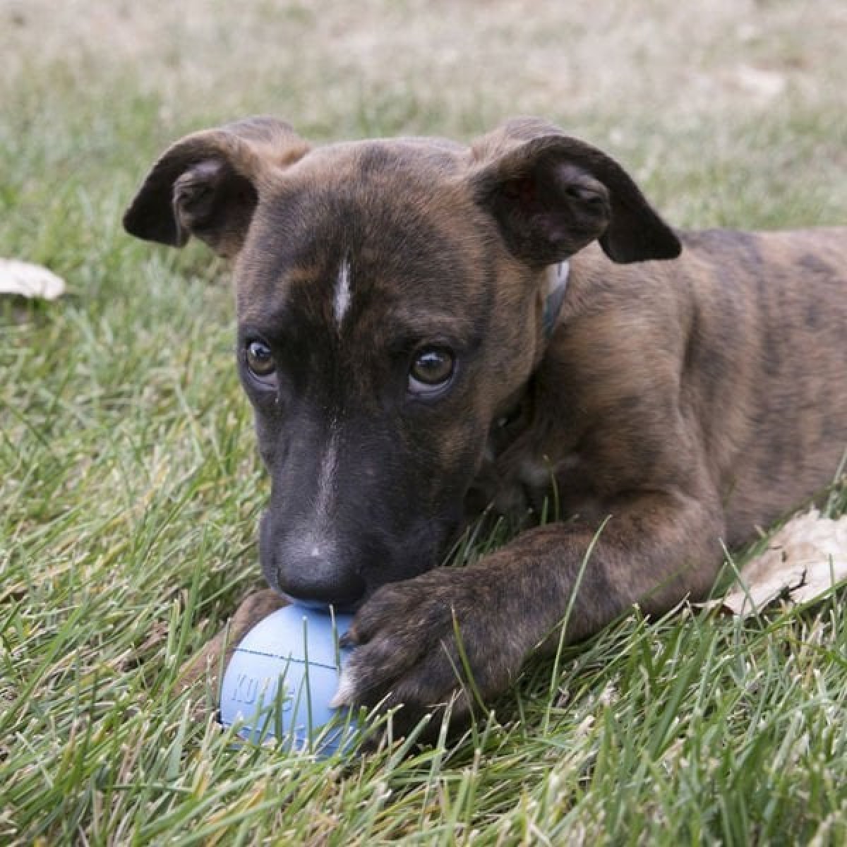 Kong Delikli Top Yavru Köpek Oyuncağı Small Mavi/Pembe 6.5 Cm Kong Delikli Top Yavru Köpek Oyuncağı Small Mavi/Pembe 6.5 Cm