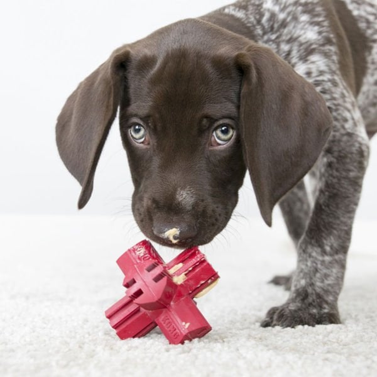 Kong Diş Bakım Köpek Oyuncağı Medium 9 Cm Kong Diş Bakım Köpek Oyuncağı Medium 9 Cm