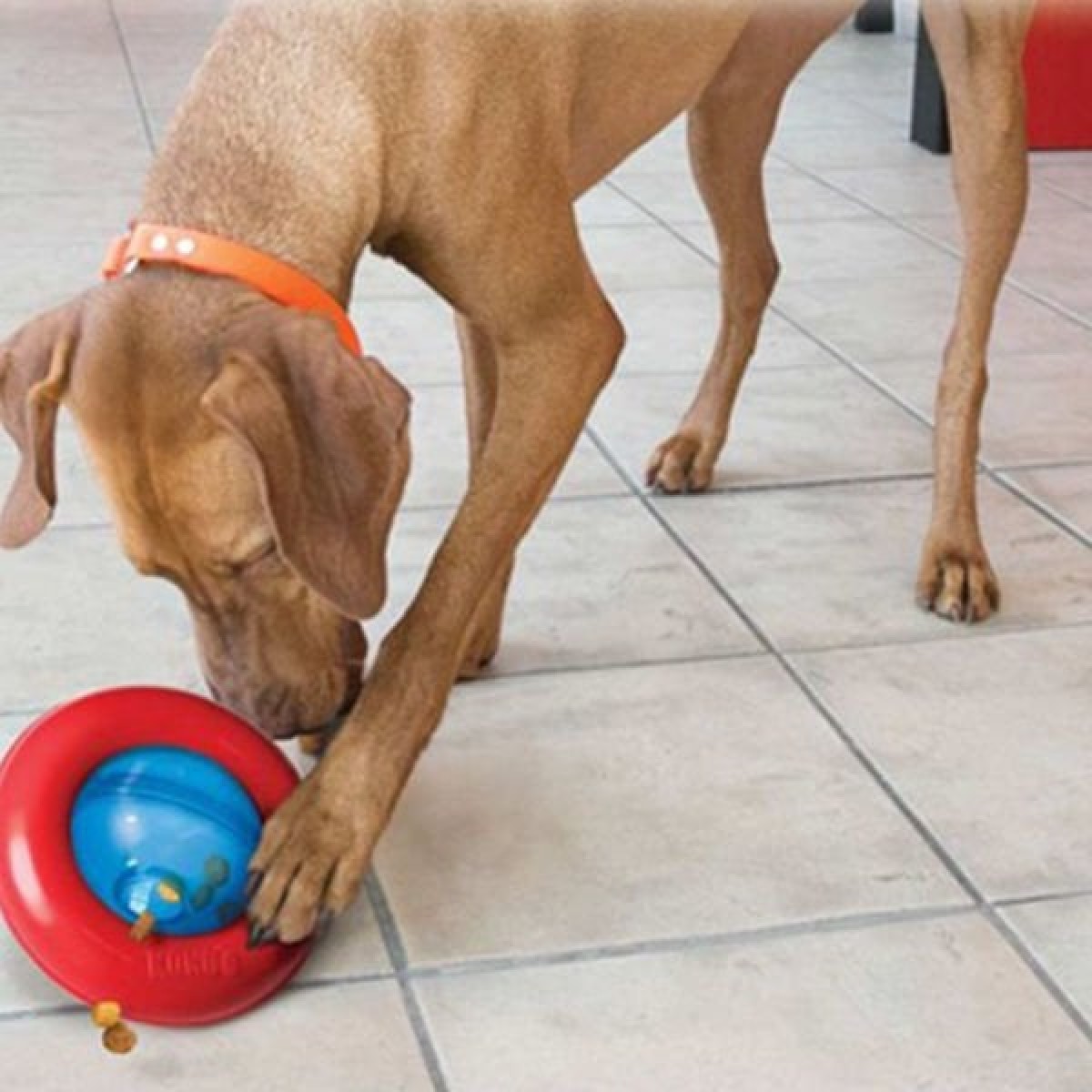 Kong Gyro Ödül Hazneli İnteraktif Köpek Oyuncağı Large 17 Cm Kong Gyro Ödül Hazneli İnteraktif Köpek Oyuncağı Large 17 Cm