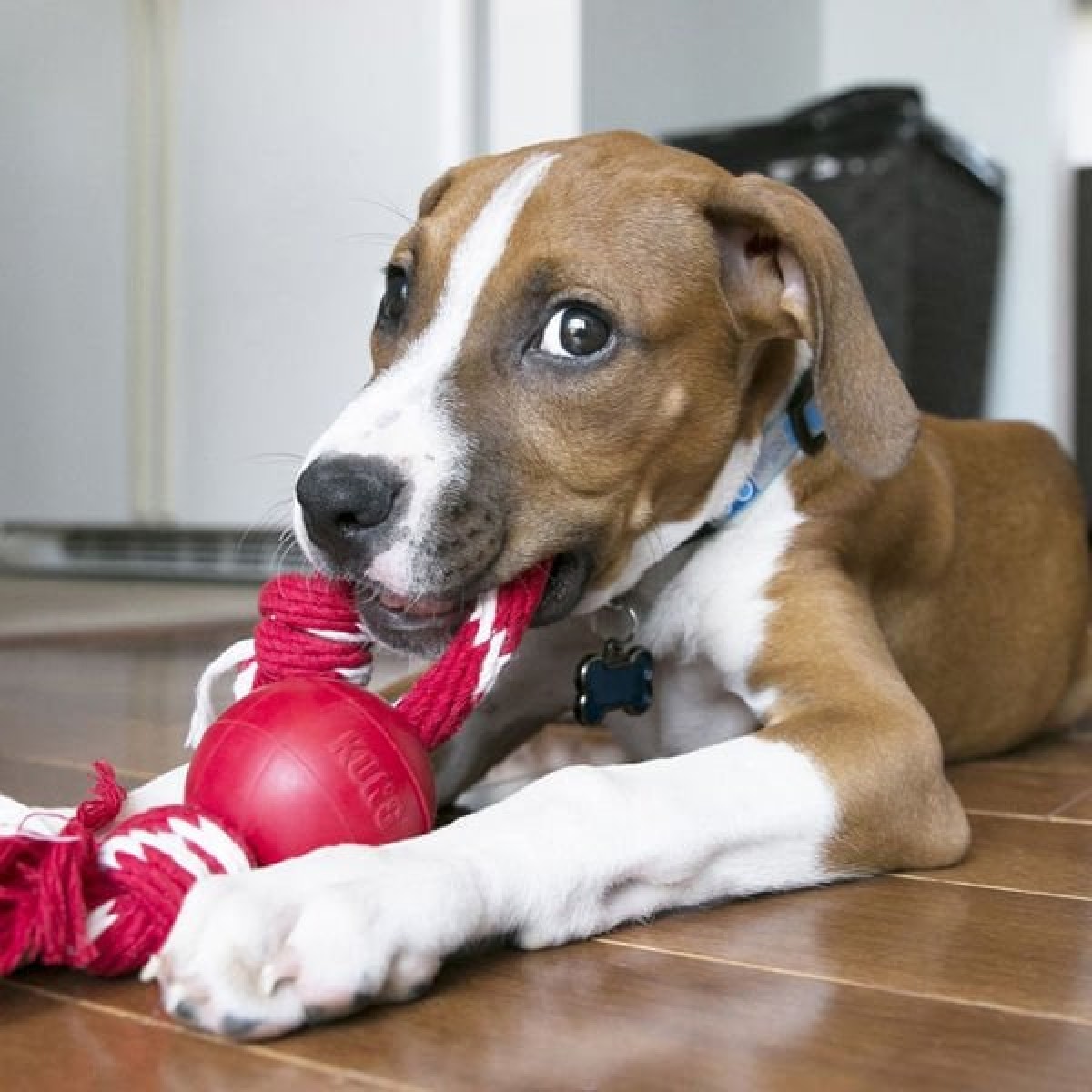 Kong İpli Top Köpek Oyuncağı Small 6.5 Cm Kong İpli Top Köpek Oyuncağı Small 6.5 Cm