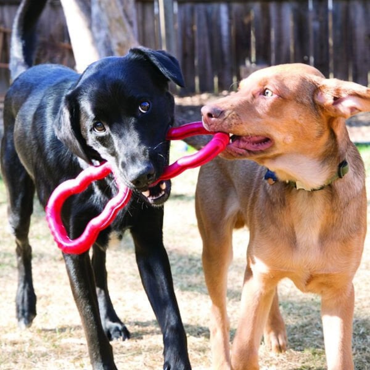 Kong Köpek Tut-Çek Oyuncak 33 Cm Kong Köpek Tut-Çek Oyuncak 33 Cm