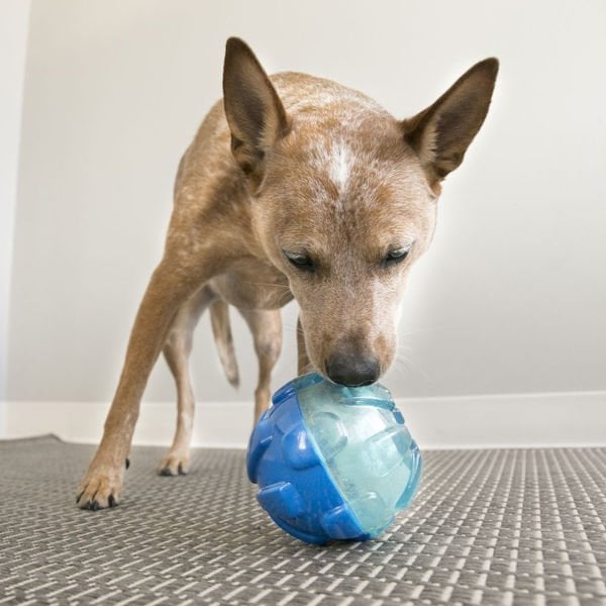 Kong Rewards Ödül Hazneli Köpek Oyuncağı Large 17 Cm Kong Rewards Ödül Hazneli Köpek Oyuncağı Large 17 Cm