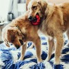 Kong Ring Köpek Oyuncağı Large 13 Cm Kong Ring Köpek Oyuncağı Large 13 Cm