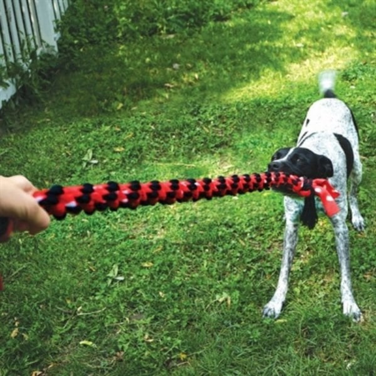 Kong Signature Rope Çift Düğümlü İp Köpek Oyuncağı 50 Cm Kong Signature Rope Çift Düğümlü İp Köpek Oyuncağı 50 Cm
