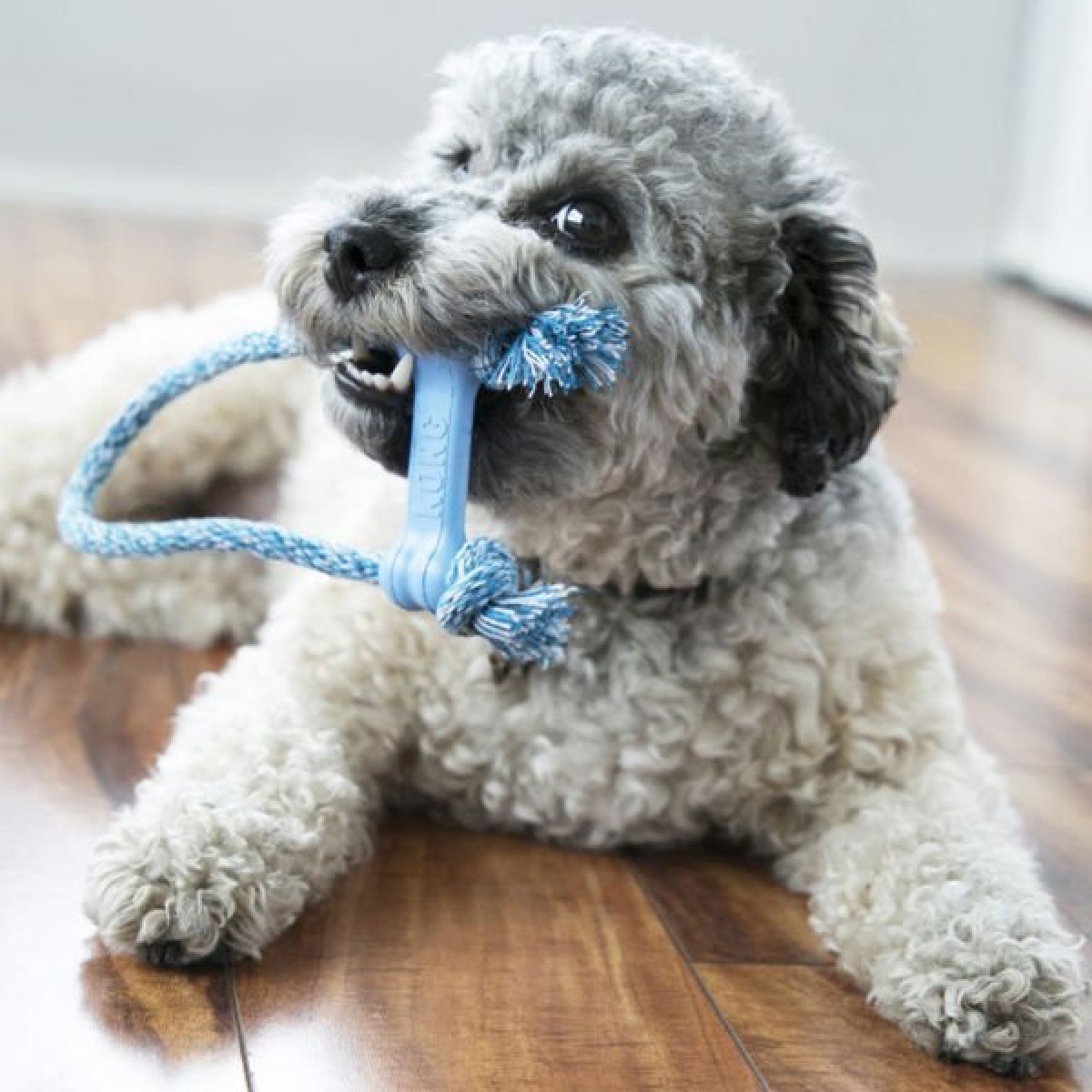 Kong Yavru Köpek İpli Diş Oyuncağı Xsmall Mavi/Pembe Kong Yavru Köpek İpli Diş Oyuncağı Xsmall Mavi/Pembe