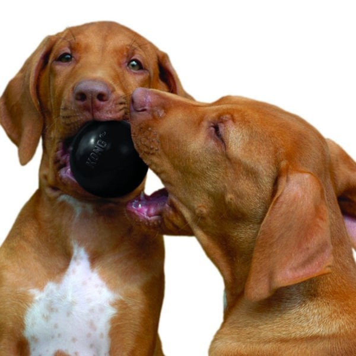 Kong Yavru Köpek İpli Diş Oyuncağı Xsmall Mavi/Pembe Kong Yavru Köpek İpli Diş Oyuncağı Xsmall Mavi/Pembe