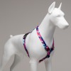 Lindo Dogs Pink Dream H Tipi Köpek Göğüs Tasması Mavi/Pembe Beden Large Lindo Dogs Pink Dream H Tipi Köpek Göğüs Tasması Mavi/Pembe Beden Large