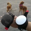 Lishinu Bungee Akıllı Köpek Gezdirme Tasması Pembe Large Lishinu Bungee Akıllı Köpek Gezdirme Tasması Pembe Large