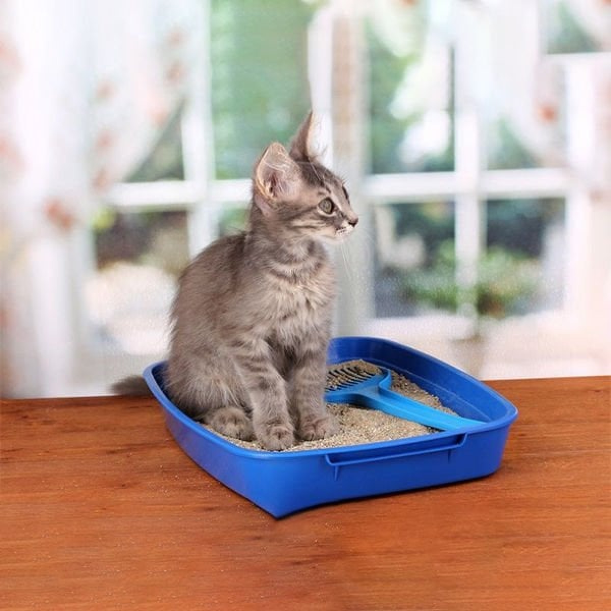 Proline Lavanta Kokulu Topaklanan Bentonit Kedi Kumu 10 Lt Proline Lavanta Kokulu Topaklanan Bentonit Kedi Kumu 10 Lt