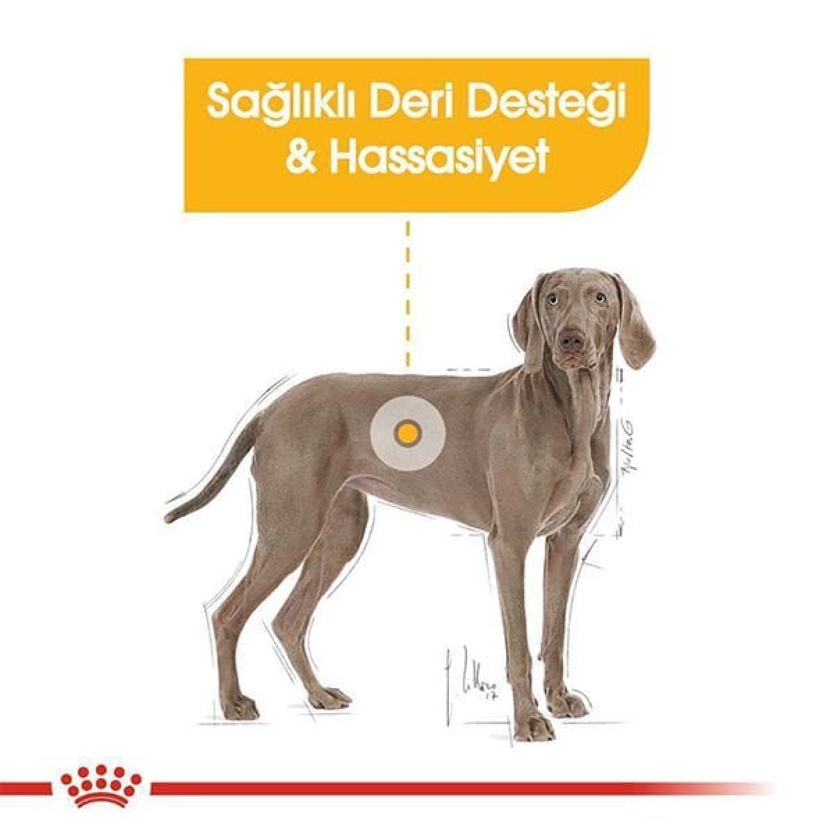 Royal Canin Adult Maxi Dermacomfort Yetişkin Köpek Maması 12 Kg Royal Canin Adult Maxi Dermacomfort Yetişkin Köpek Maması 12 Kg
