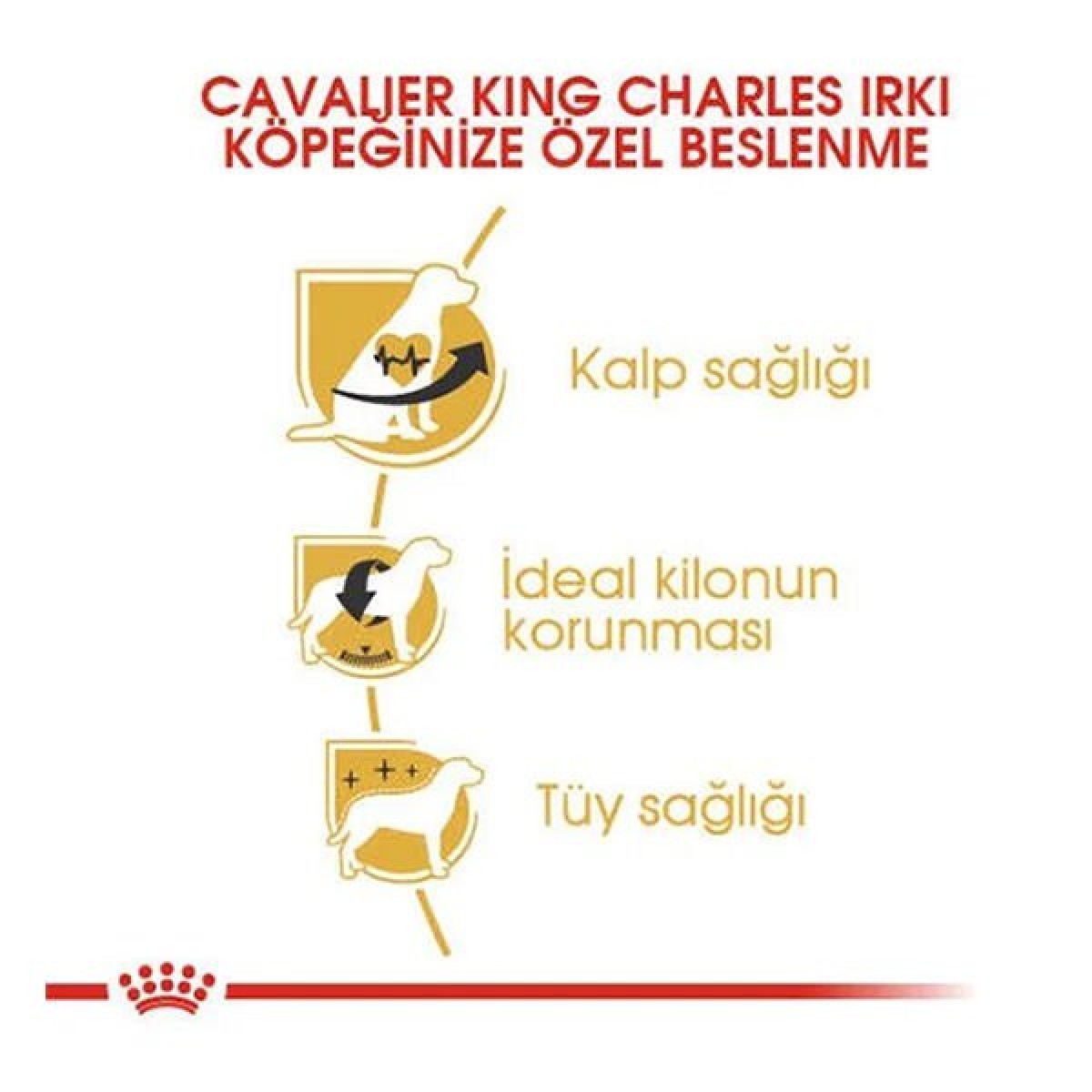 Royal Canin Cavalier King Charles Yetişkin Köpek Maması 1.5 Kg