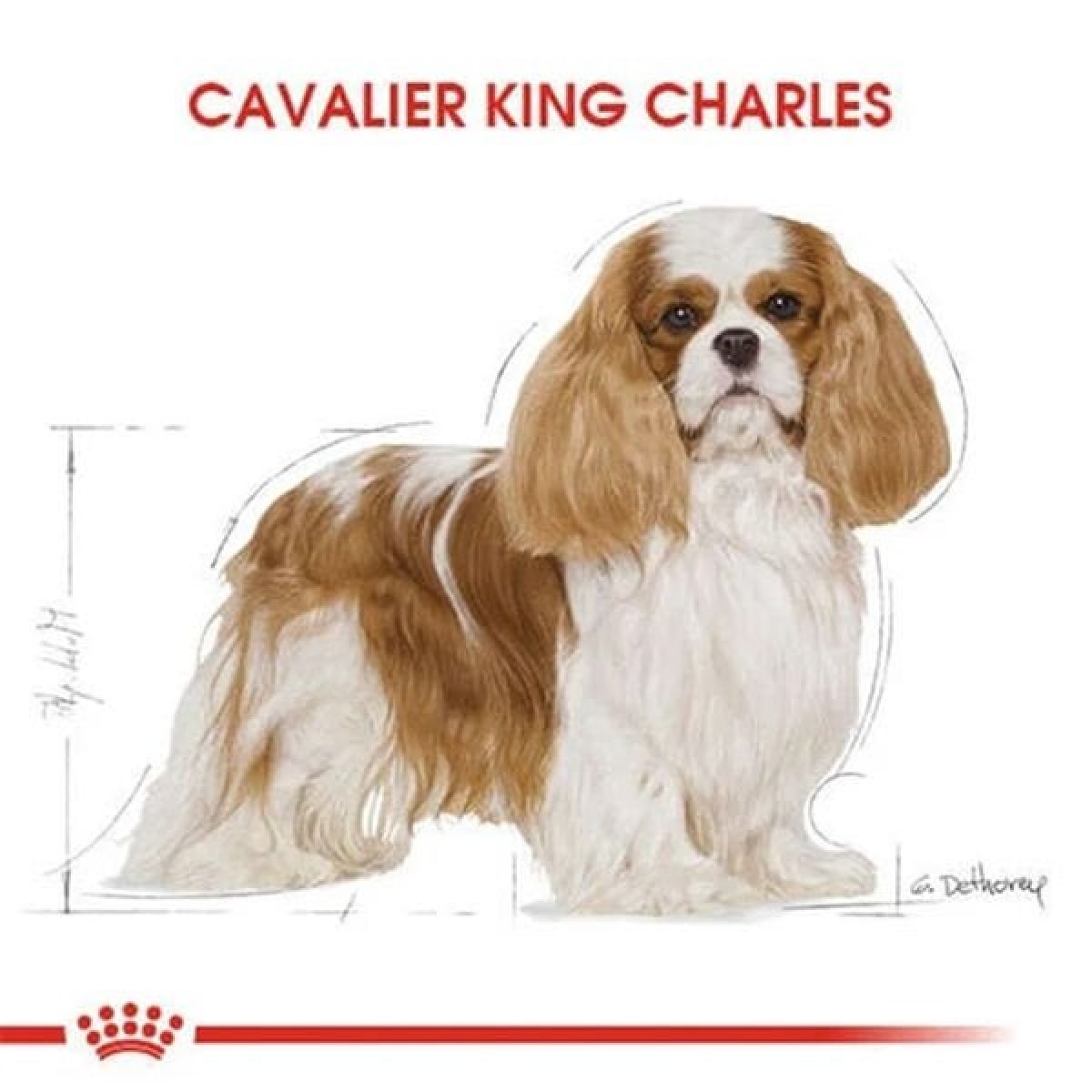 Royal Canin Cavalier King Charles Yetişkin Köpek Maması 1.5 Kg