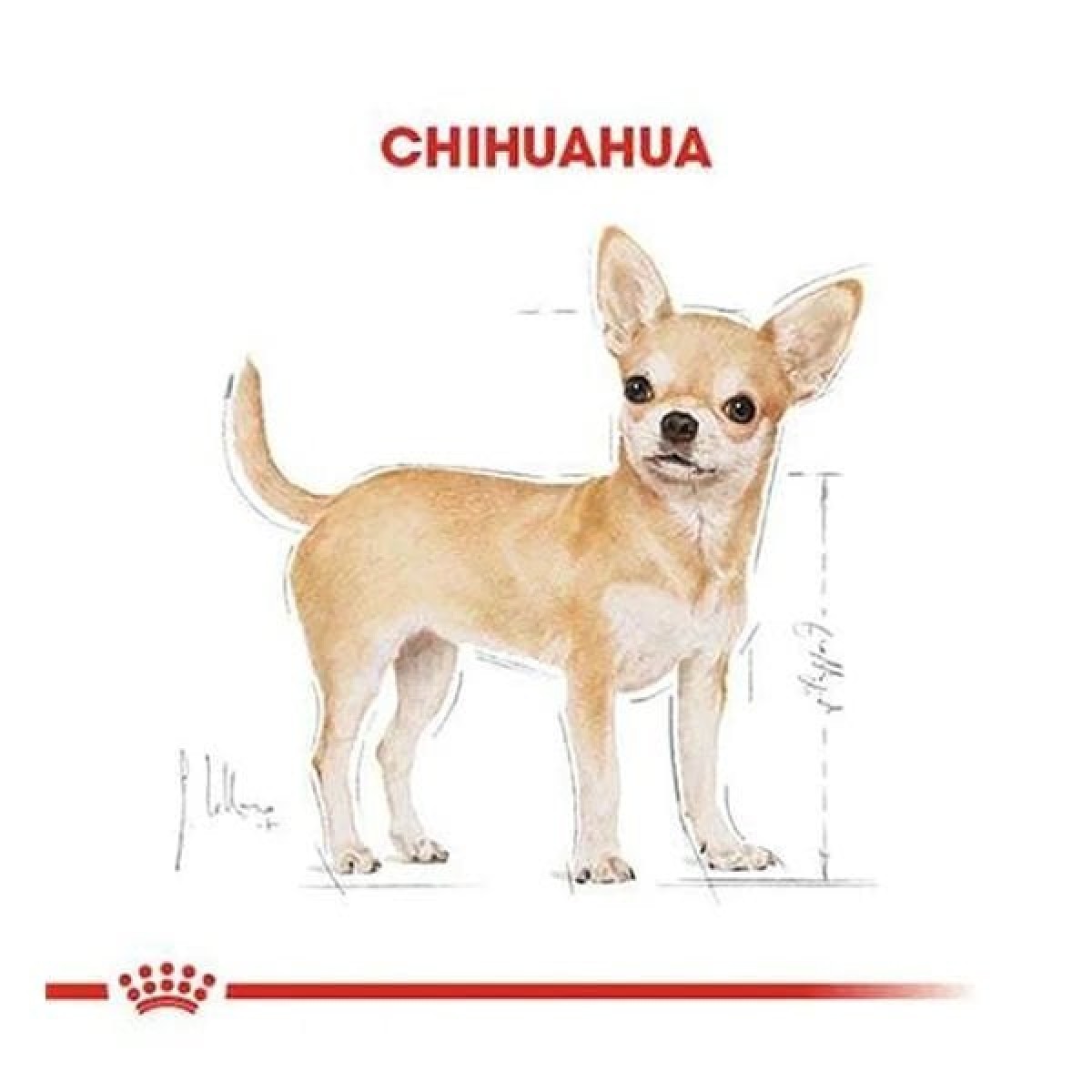 Royal Canin Chihuahua Adult Yetişkin Köpek Maması 1.5 Kg Royal Canin Chihuahua Adult Yetişkin Köpek Maması 1.5 Kg