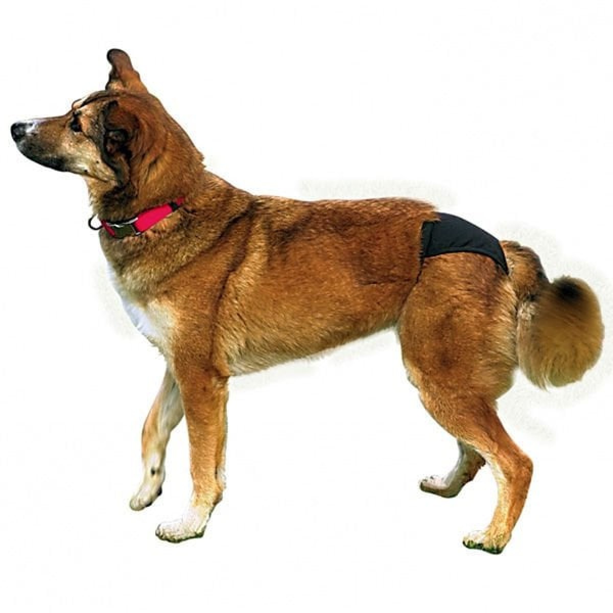 Trixie Hijyenik Köpek Külodu Xlarge Siyah 60-70 Cm Trixie Hijyenik Köpek Külodu Xlarge Siyah 60-70 Cm