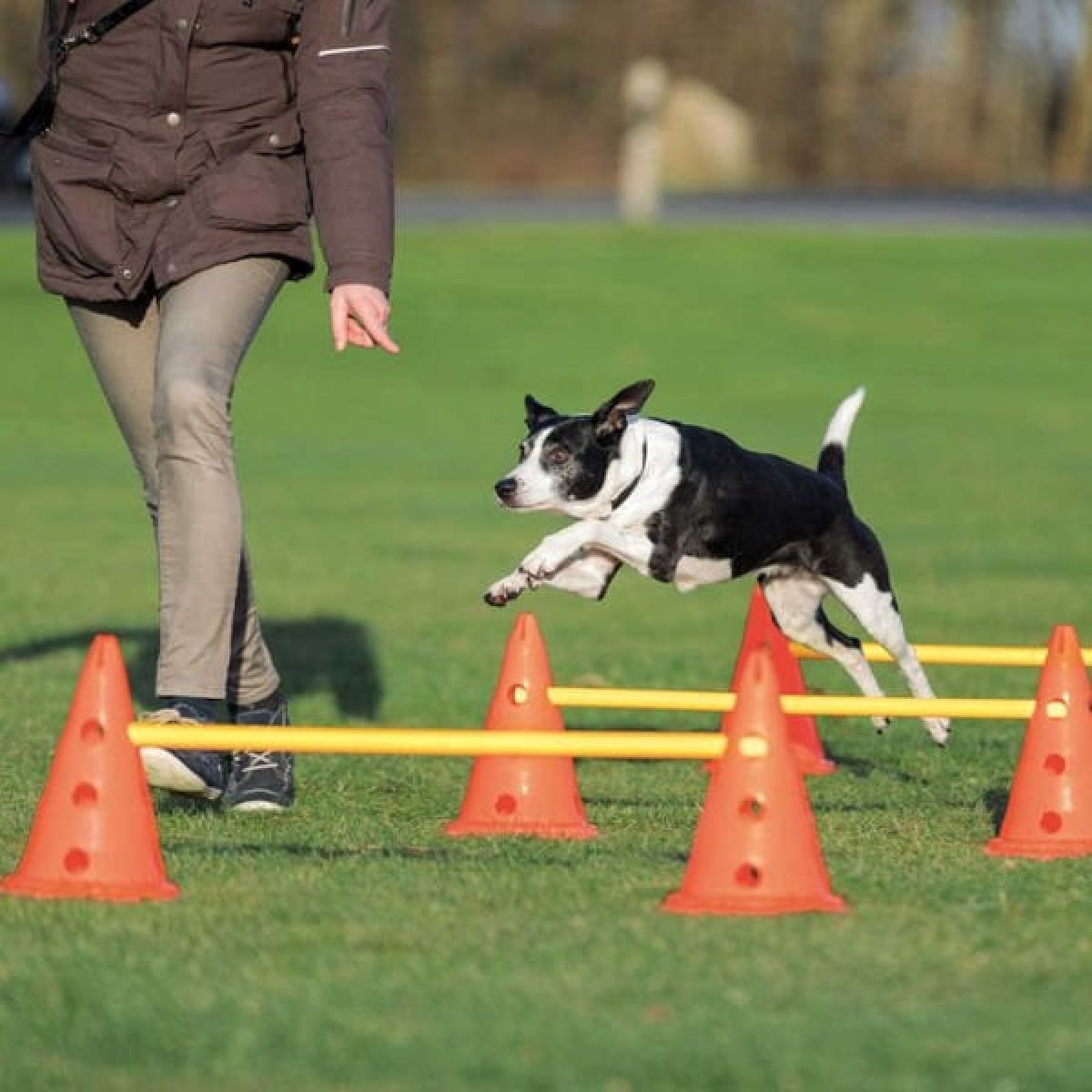 Trixie Köpek Agility Oyuncağı 3 Adet 23x30x78 Cm Trixie Köpek Agility Oyuncağı 3 Adet 23x30x78 Cm