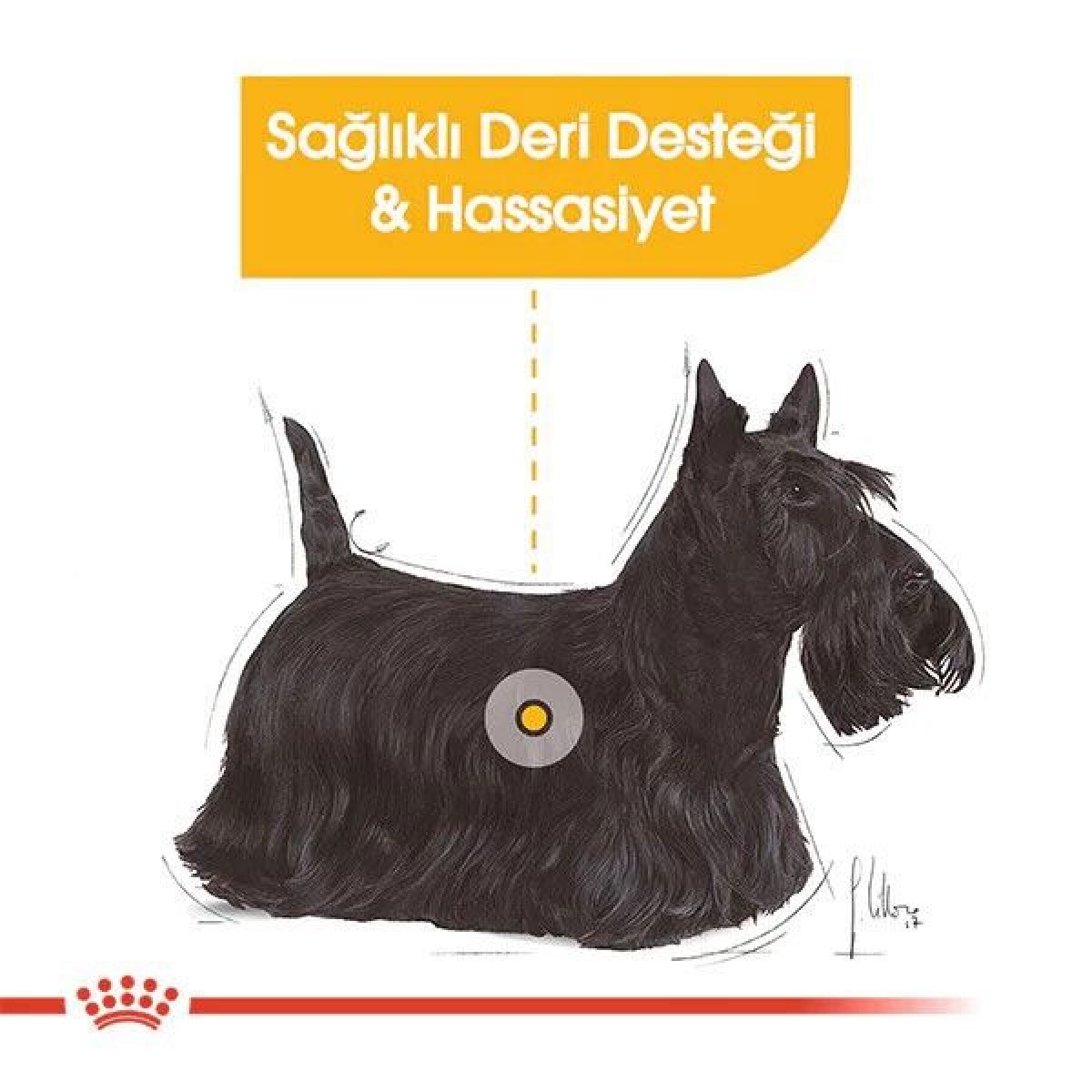 Royal Canin Mini Dermacomfort Yetişkin Köpek Maması 3 Kg