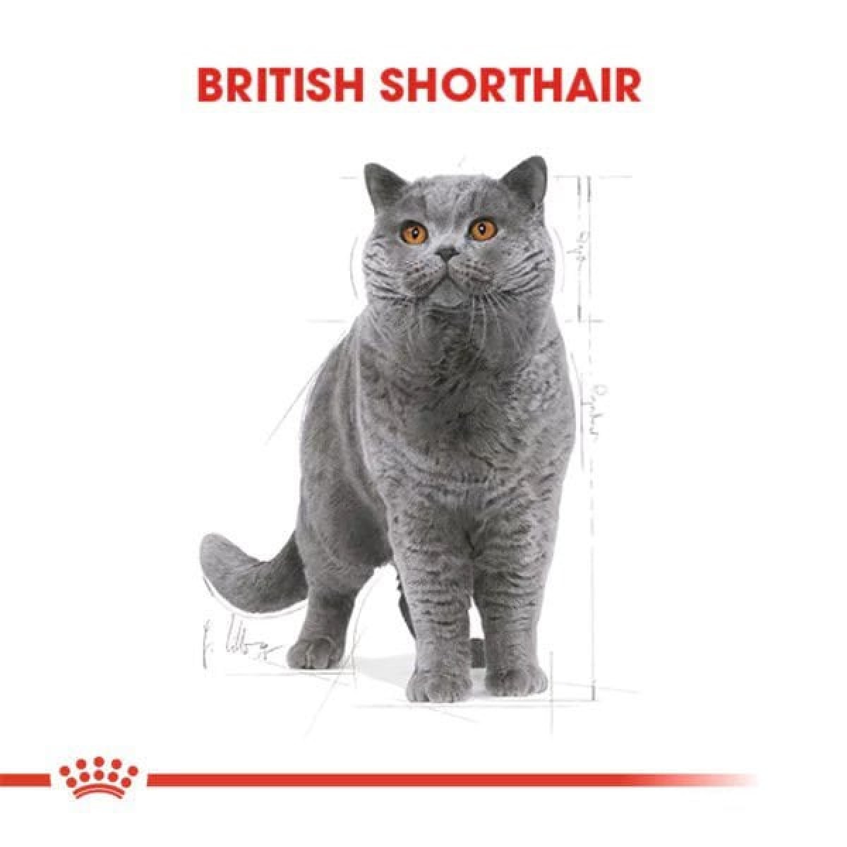 Royal Canin British Shorthair Adult Yetişkin Kedi Maması 10 Kg