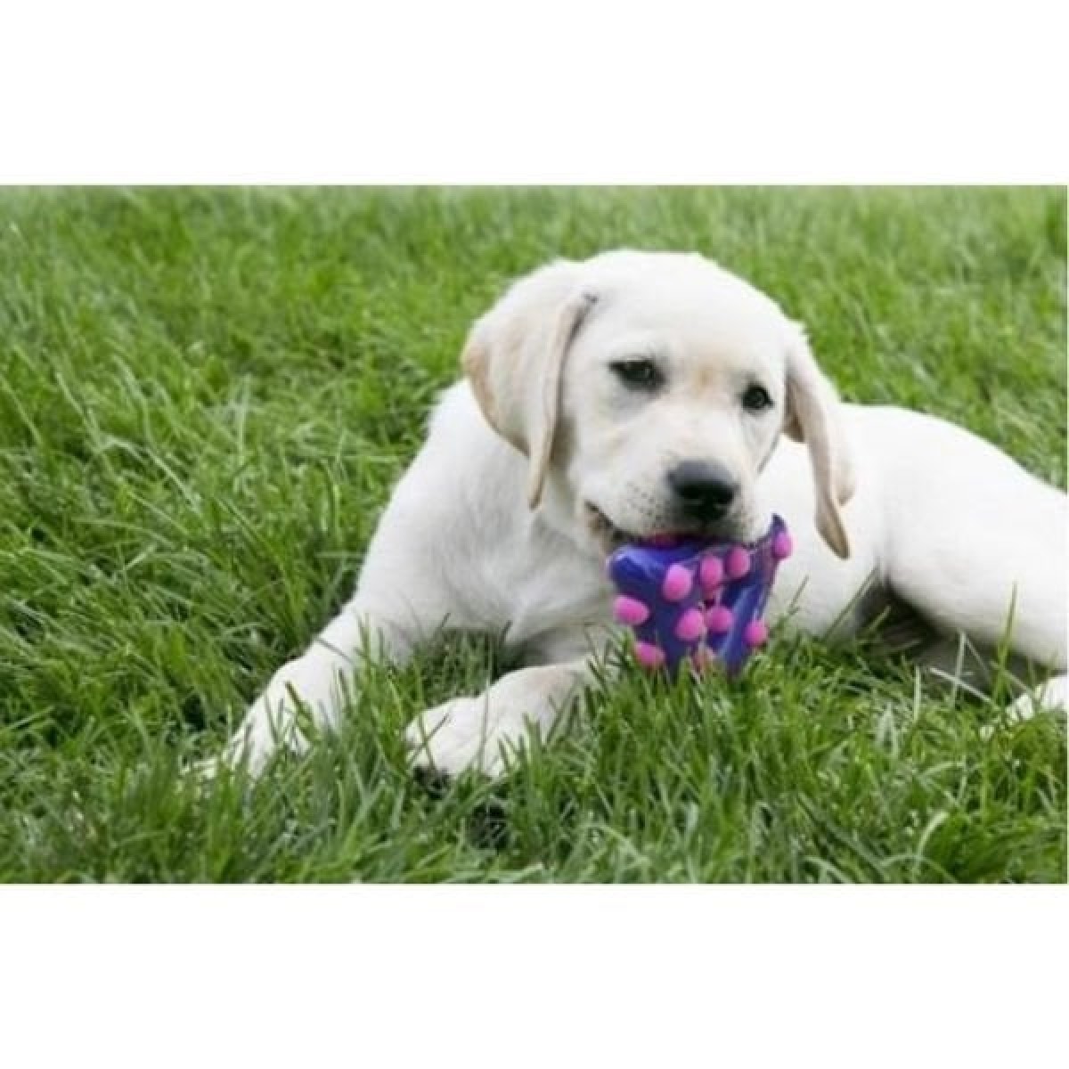 Kong Dotz Triangle Üçgen Şeklinde Köpek Oyuncağı Large