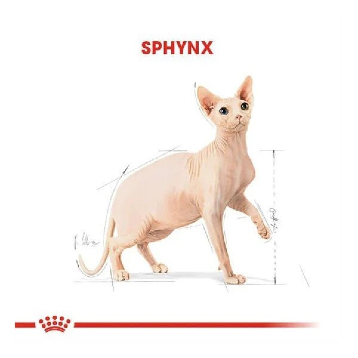 Royal Canin Tüysüz Sphynx Cinsi Yetişkin Kedi Maması 2 Kg