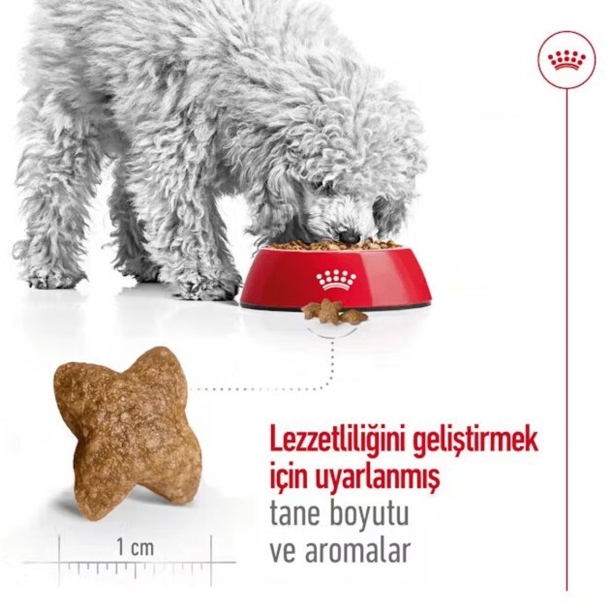 Royal Canin Mini Adult Küçük Irk Yetişkin Köpek Maması 2 Kg