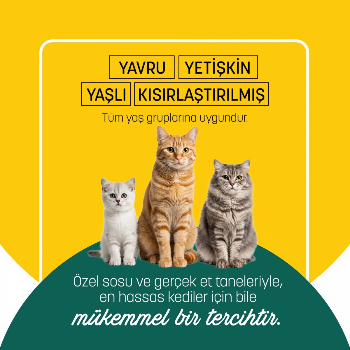 PetzzCats Ton Balığı & Kalamar Konserve Kedi Maması 1 Adet 70 Gr