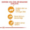 Royal Canin İntense Beauty Jelly Pouch Konserve Kedi Maması 1 Adet 85 Gr