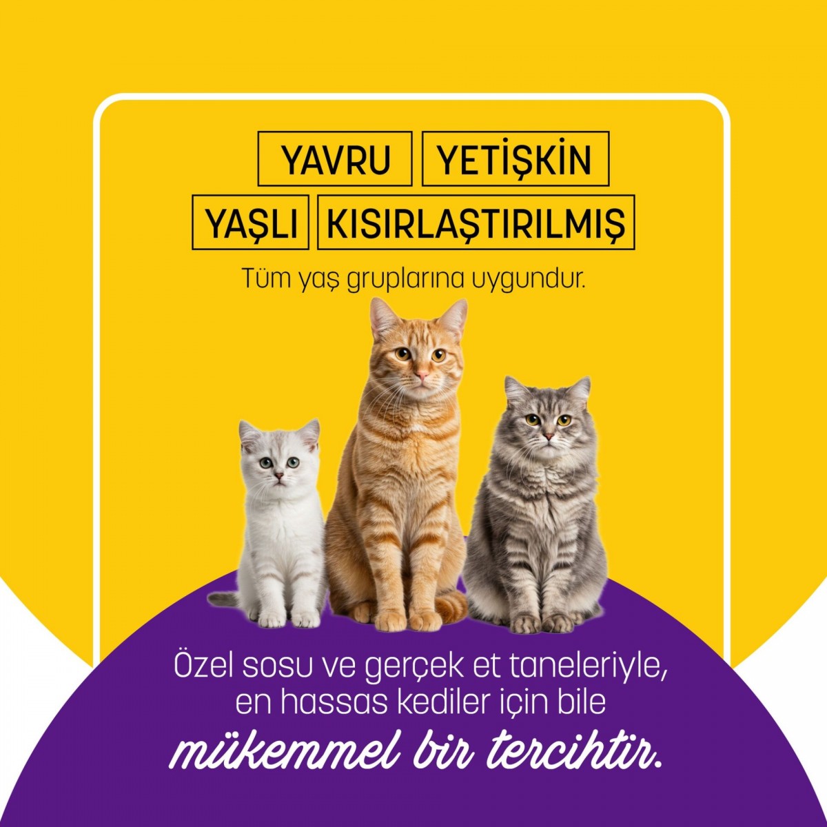 PetzzCats Ton Balığı & Midye Konserve Kedi Maması 1 Adet 70 Gr