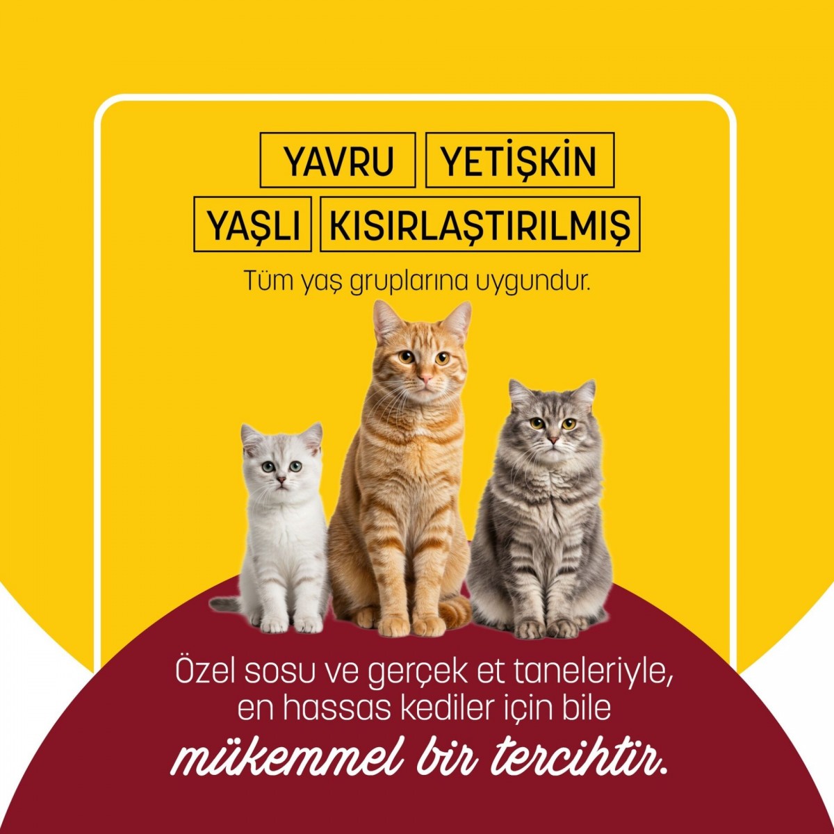 PetzzCats Tavuk & Kalamar Konserve Kedi Maması 1 Adet 70 Gr