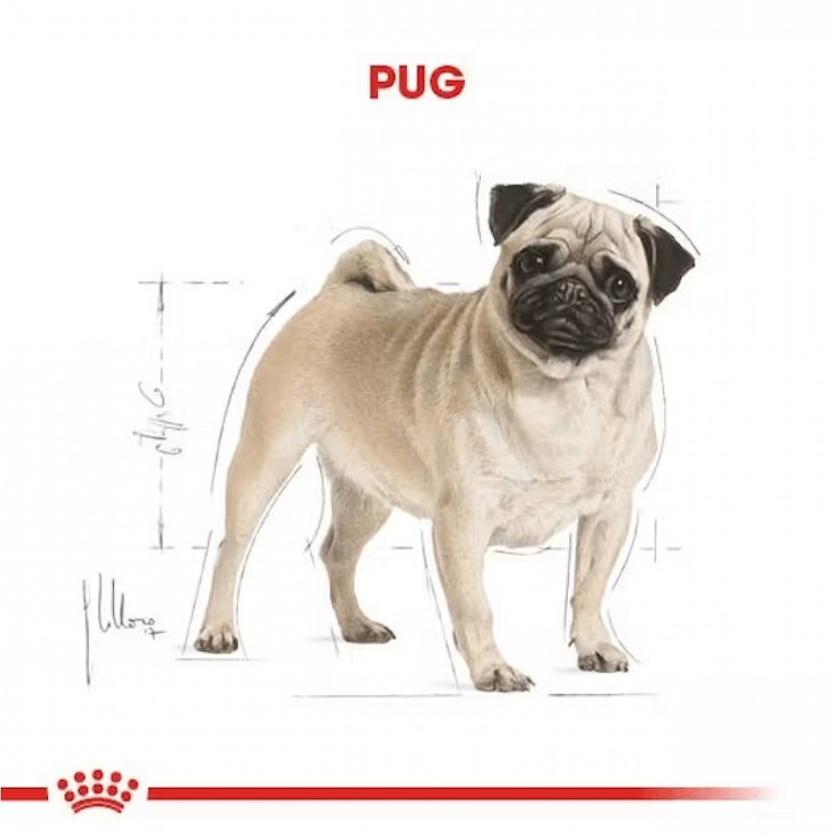 Royal Canin Pug Adult Yetişkin Köpek Maması 1.5 Kg