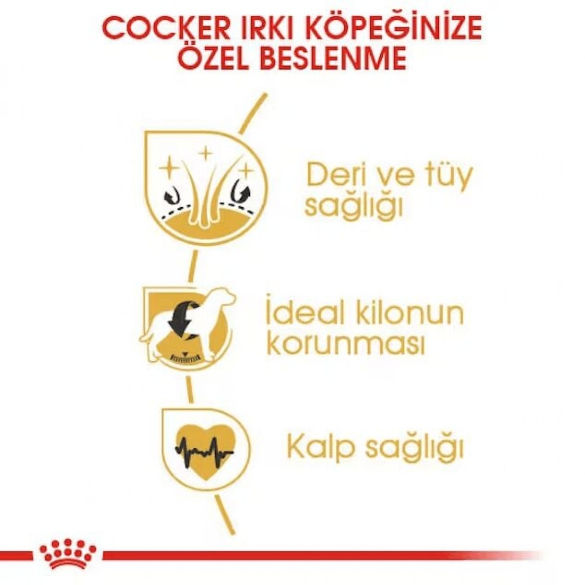 Royal Canin Cocker Adult Yetişkin Köpek Maması 3 Kg