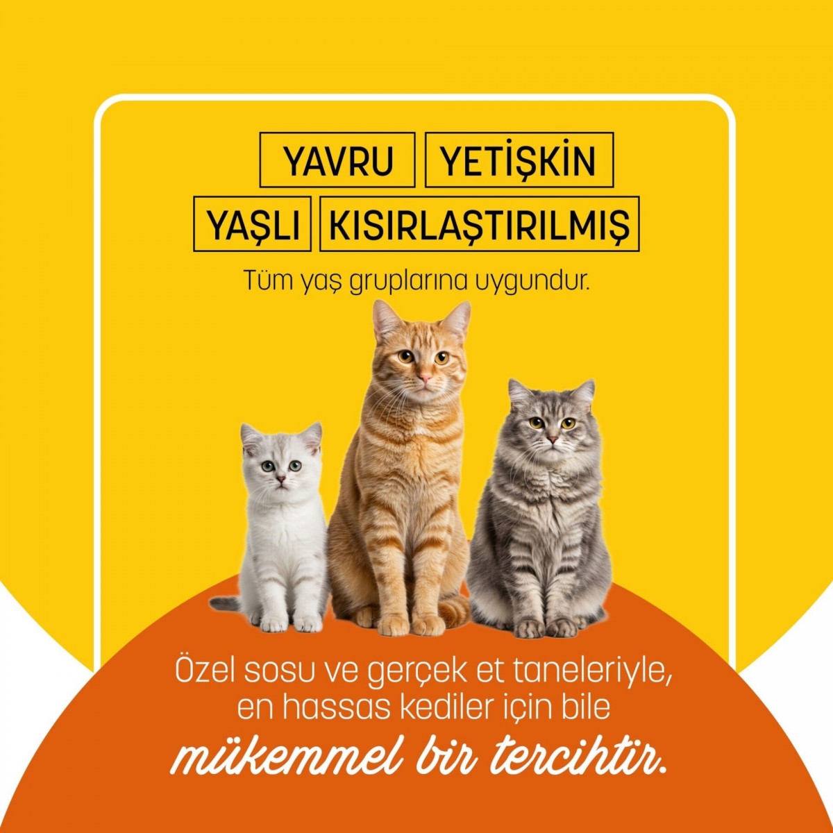 PetzzCats Tavuk Etli Konserve Kedi Maması 1 Adet 70 Gr